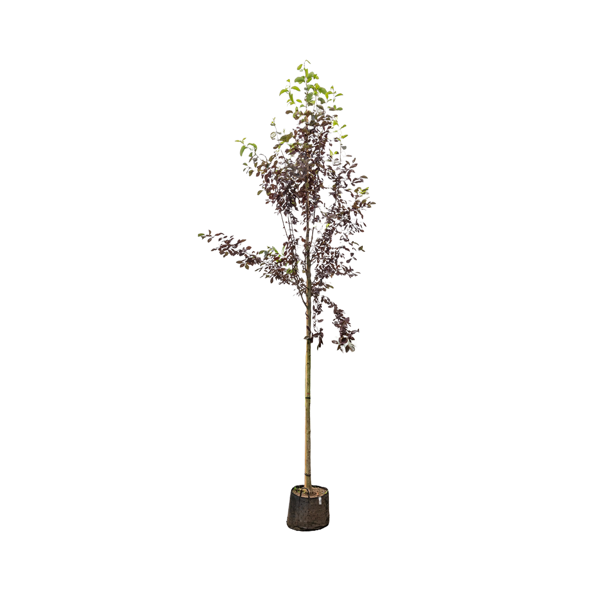 Canadese Vogelkers | Prunus virginiana 'Canada Red'