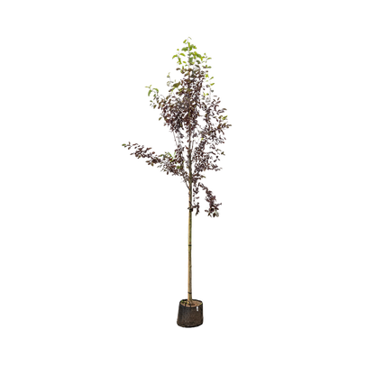 Canadese Vogelkers | Prunus virginiana 'Canada Red'