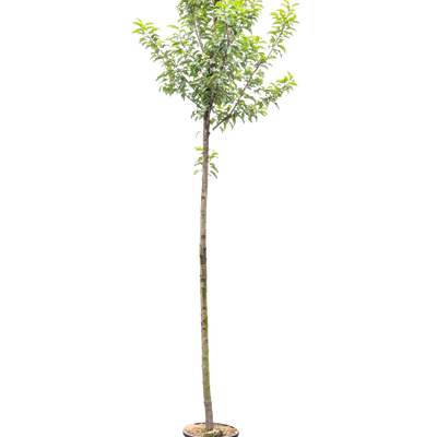 Portugese Laurier boom | Prunus l. 'Angustifolia'