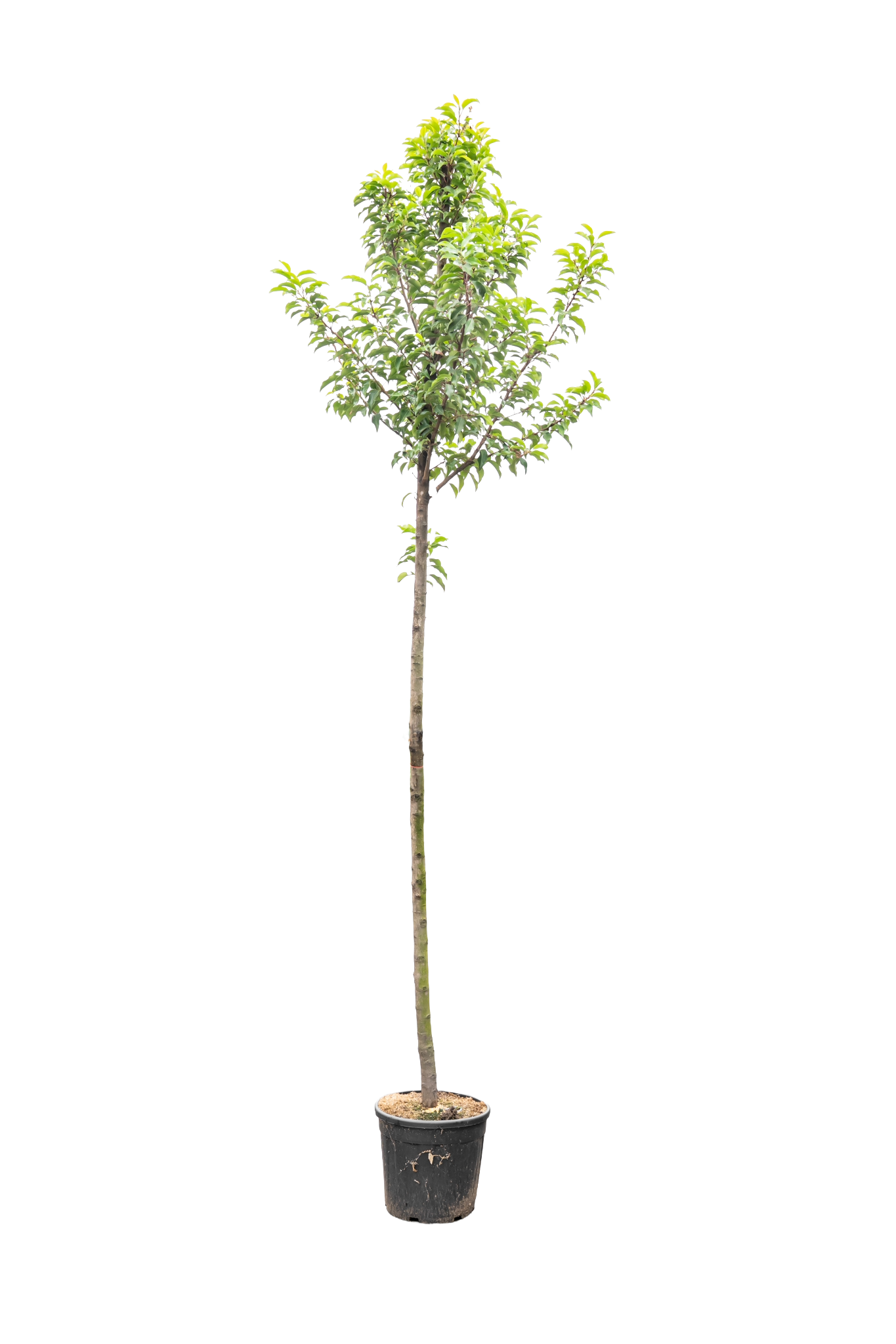 Portugese Laurier boom | Prunus l. 'Angustifolia'