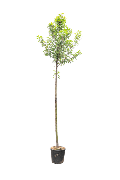 Portugese Laurier boom | Prunus l. 'Angustifolia'