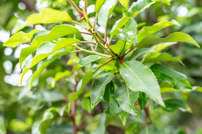 Portugese Laurier boom | Prunus l. 'Angustifolia'