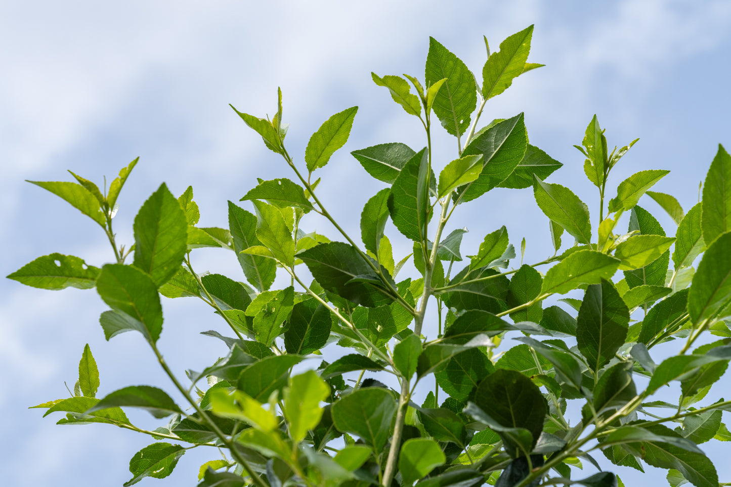 Bolprunus Sierkers | Prunus serrula 'Umbraculifera'