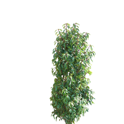 Portugese Laurier | Prunus l. 'Angustifolia'