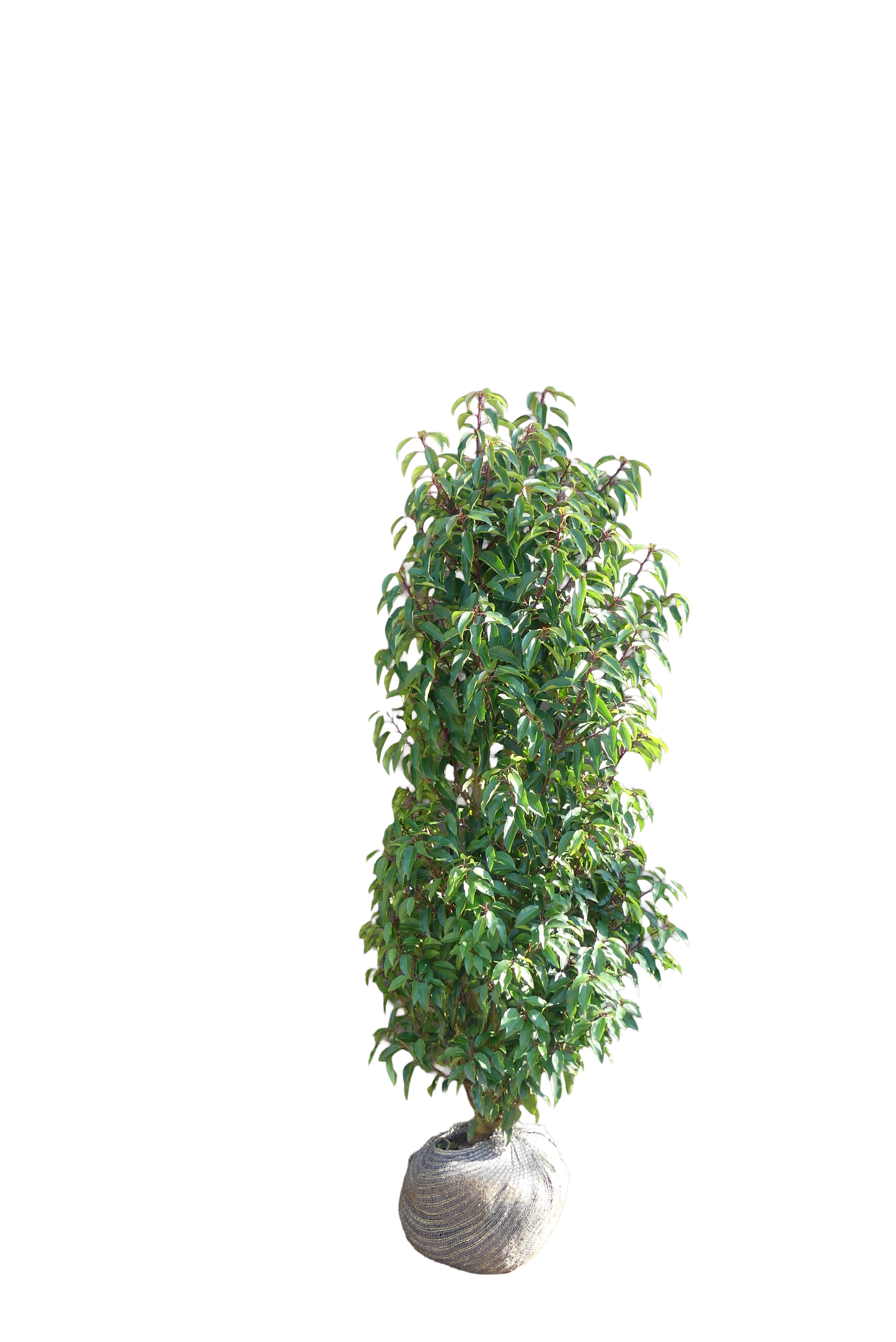 Portugese Laurier | Prunus l. 'Angustifolia'