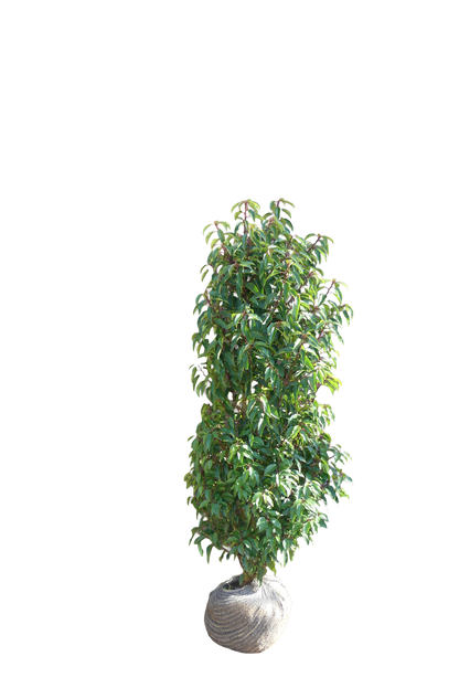 Portugese Laurier | Prunus l. 'Angustifolia'
