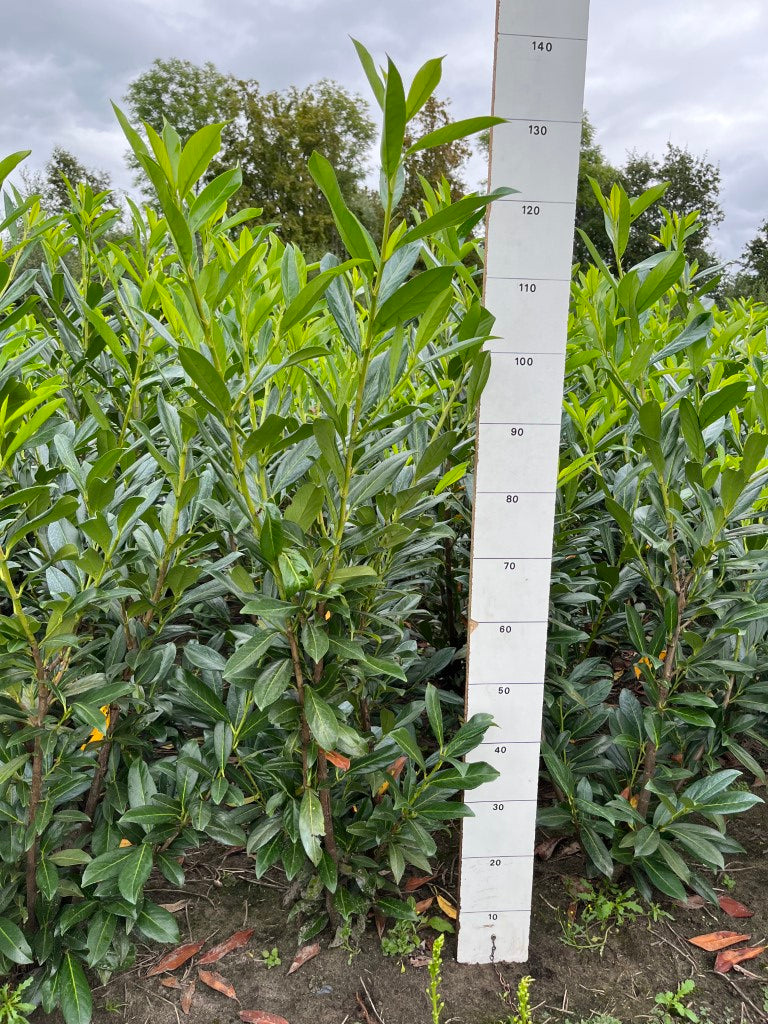Laurierhaag | Prunus laurocerasus 'Caucasica'