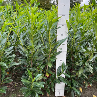 Laurierhaag | Prunus laurocerasus 'Caucasica'