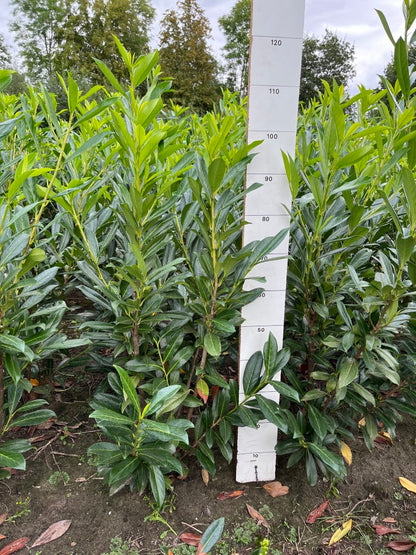 Laurierhaag | Prunus laurocerasus 'Caucasica'