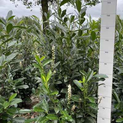 Laurier | Prunus laurocerasus 'Elly'