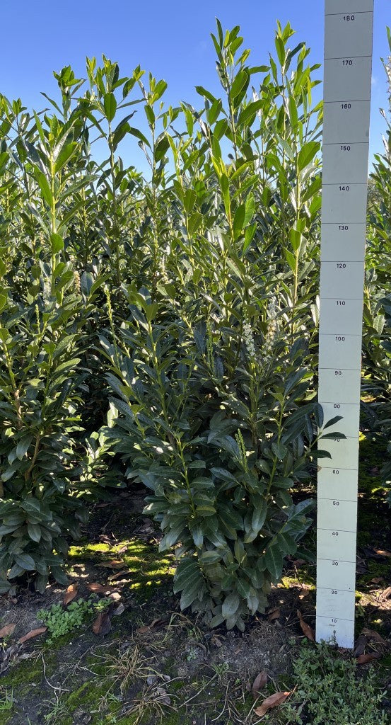 Laurier | Prunus laurocerasus 'Elly'