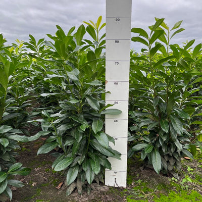 Prunus laurocerasus 'Genolia'
