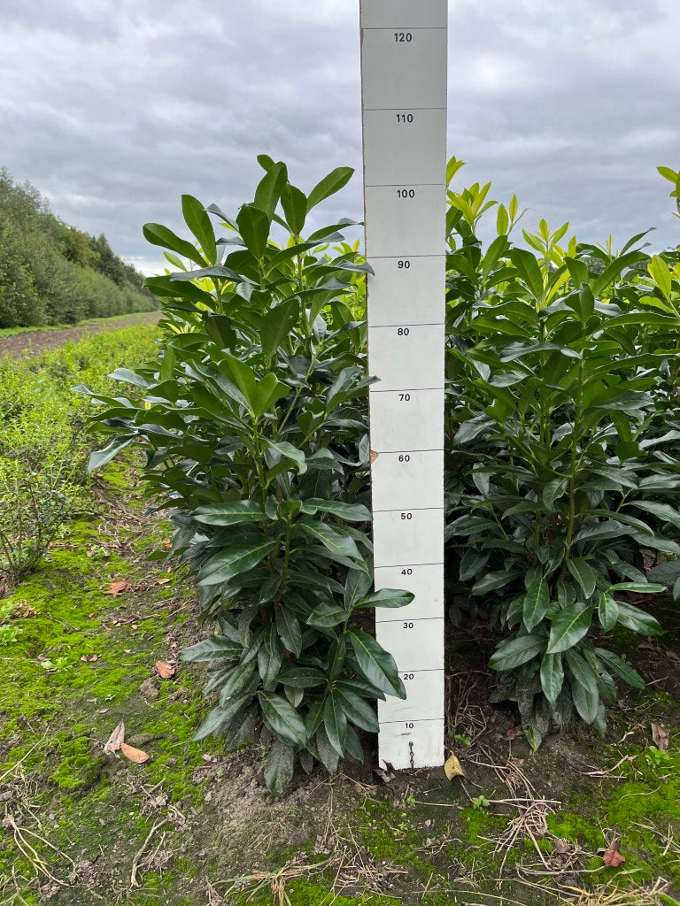Prunus laurocerasus 'Genolia'