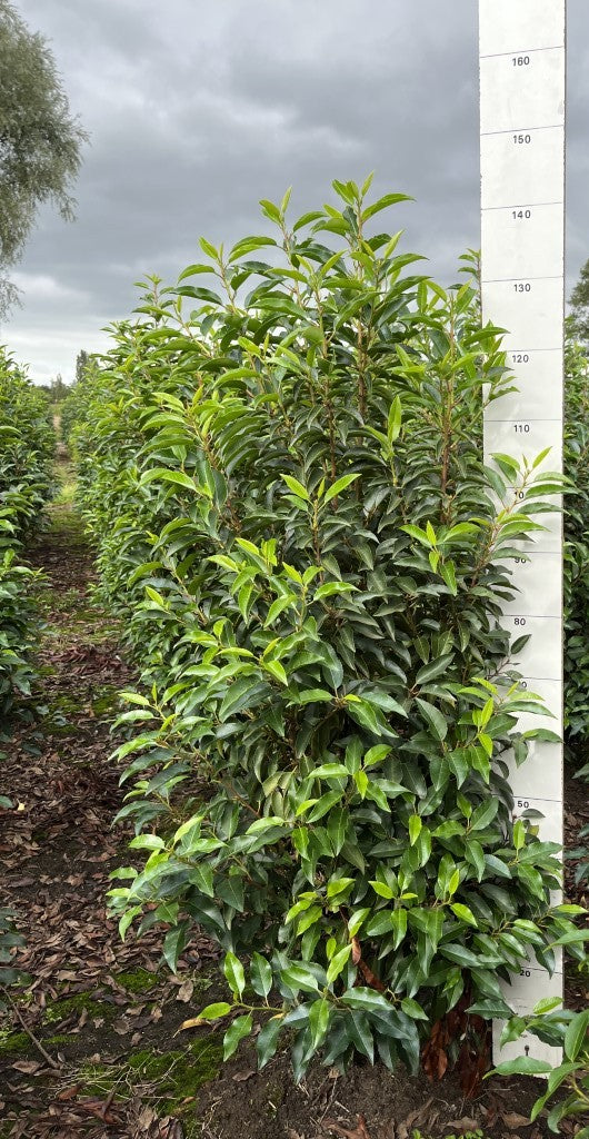 Portugese laurier | Prunus lusitanica 'Angustifolia'