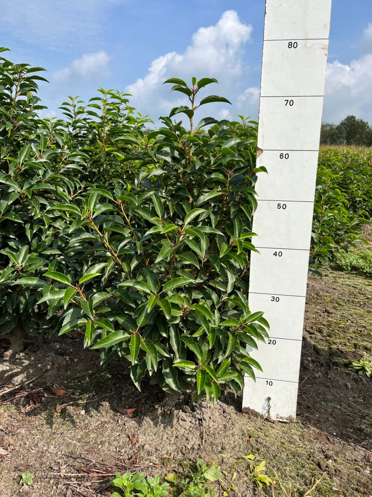 Portugese laurier | Prunus lusitanica 'Angustifolia'