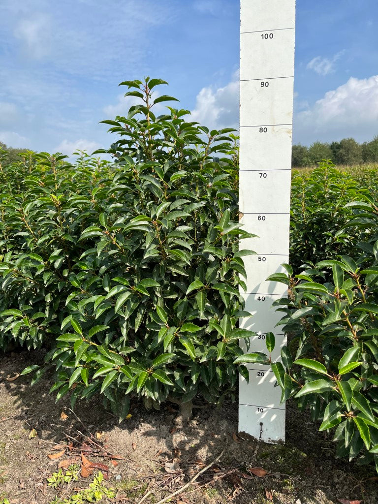 Portugese laurier | Prunus lusitanica 'Angustifolia'