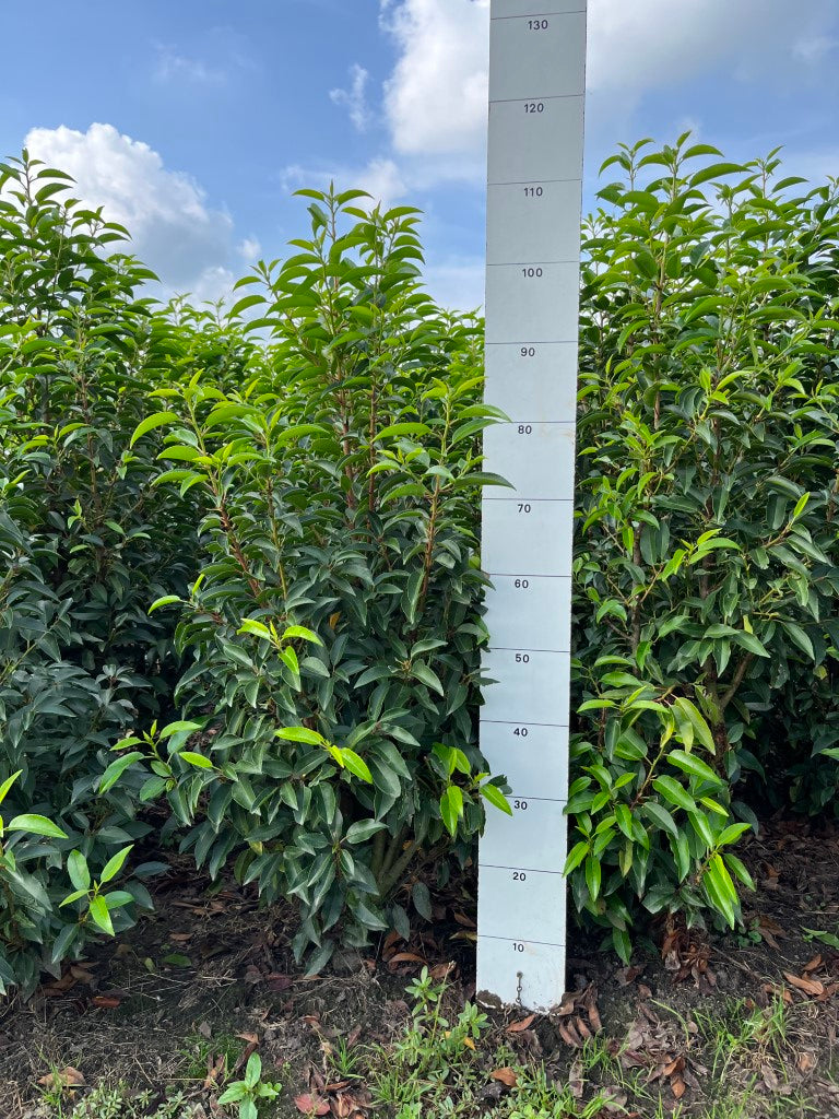Portugese laurier | Prunus lusitanica 'Angustifolia'