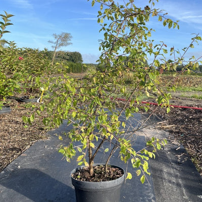 Sleedoorn | Prunus spinosa