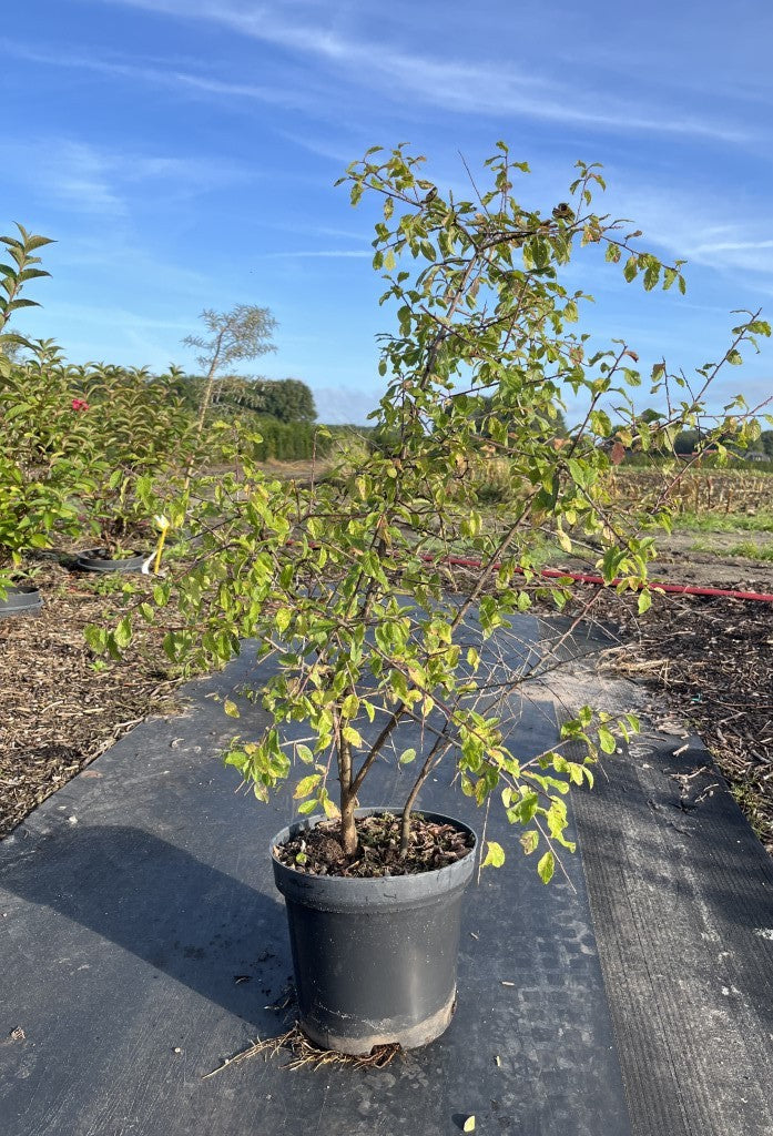 Sleedoorn | Prunus spinosa