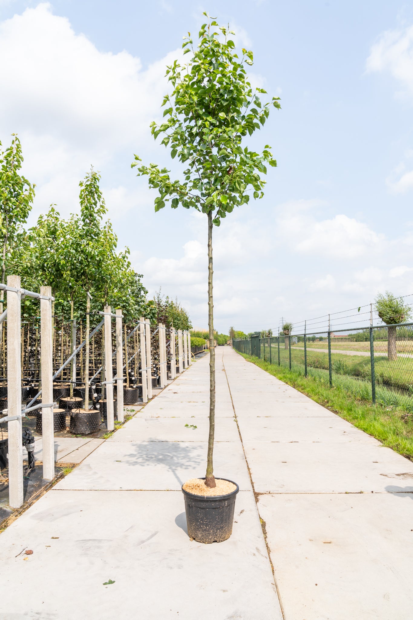 Sierpeer| Pyrus calleryana 'Chanticleer'