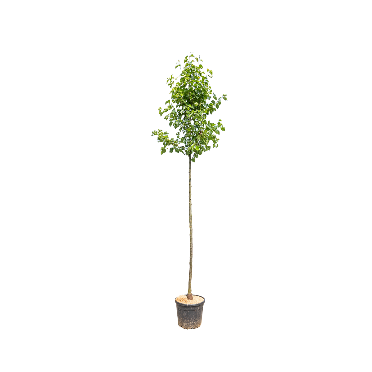 Sierpeer| Pyrus calleryana 'Chanticleer'