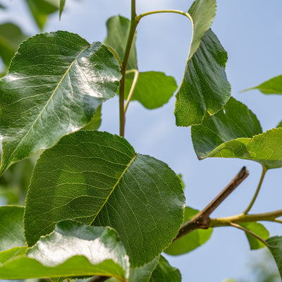 Sierpeer| Pyrus calleryana 'Chanticleer'