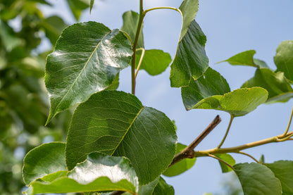 Sierpeer| Pyrus calleryana 'Chanticleer'