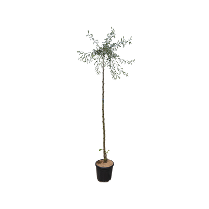 Treursierpeer | Pyrus salicifolia 'Pendula'
