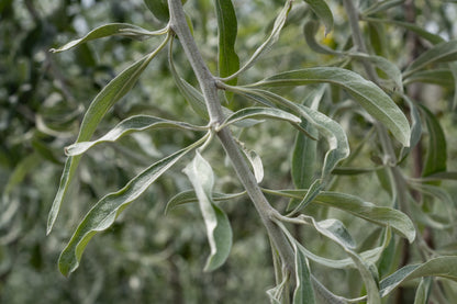 Treursierpeer | Pyrus salicifolia 'Pendula'