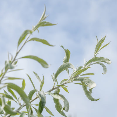 Treursierpeer | Pyrus salicifolia 'Pendula'