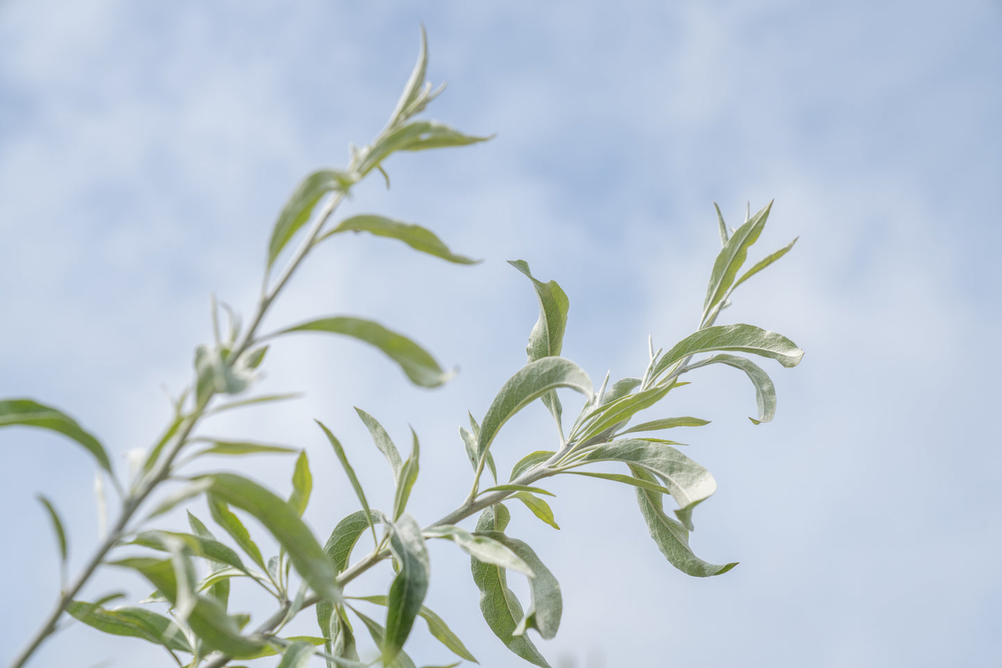 Treursierpeer | Pyrus salicifolia 'Pendula'