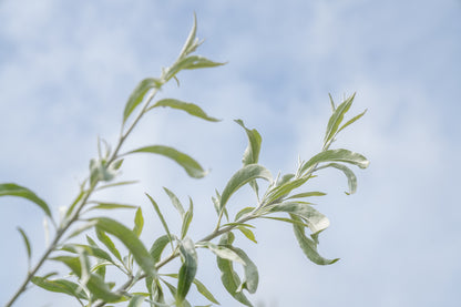 Treursierpeer | Pyrus salicifolia 'Pendula'