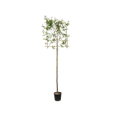 Lei sierpeer | Pyrus calleryana 'Chanticleer'