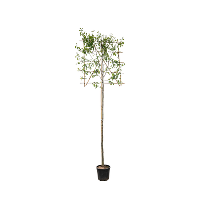 Lei sierpeer | Pyrus calleryana 'Chanticleer'