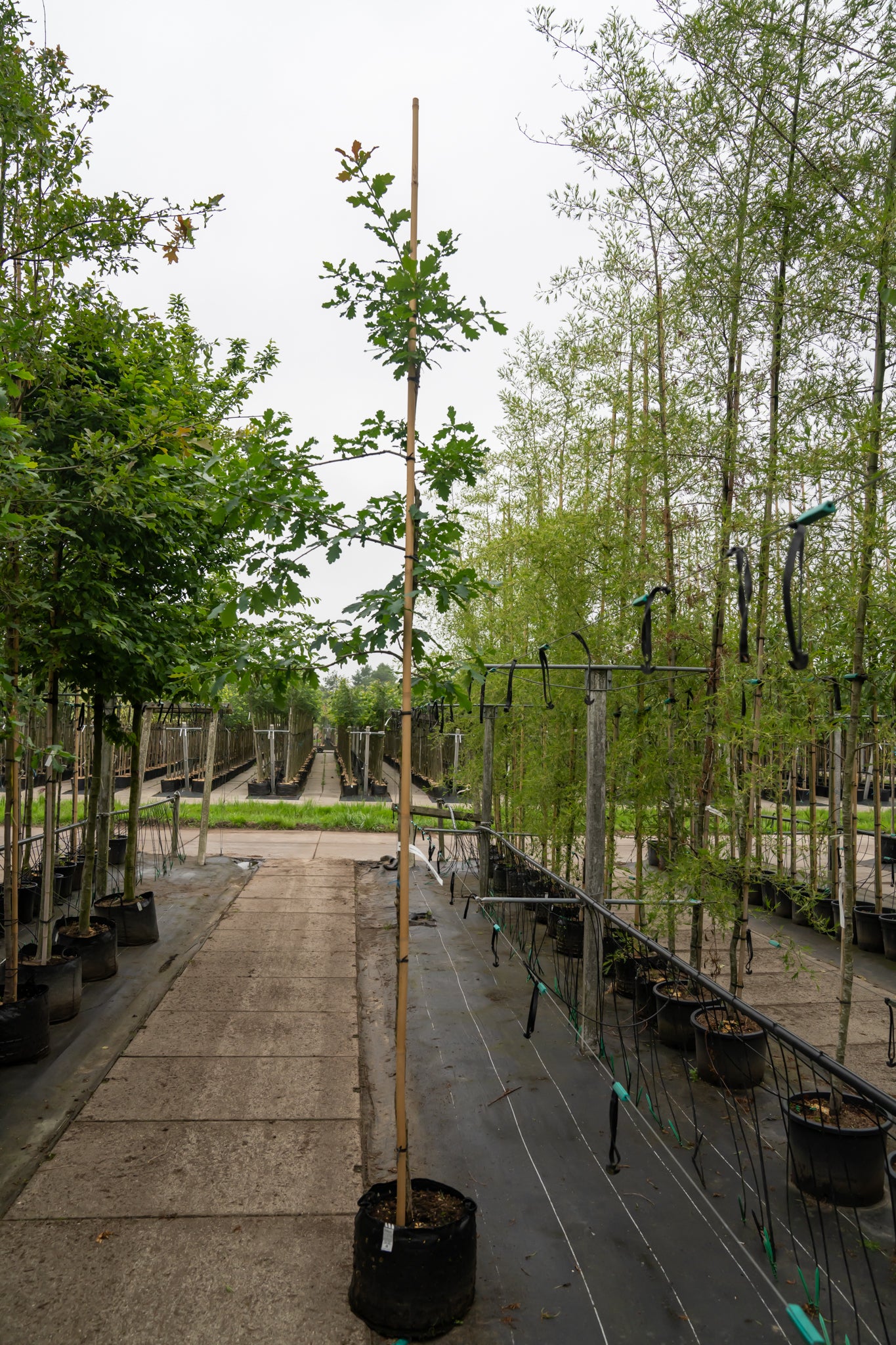 Zomereik | Quercus robur