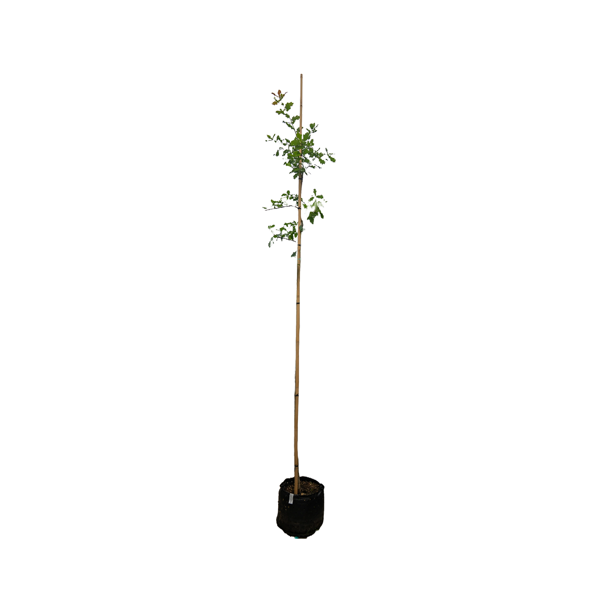 Zomereik | Quercus robur