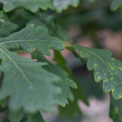 Zomereik | Quercus robur