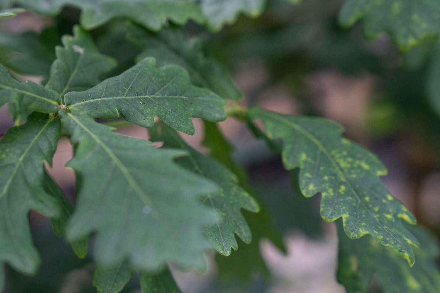 Zomereik | Quercus robur