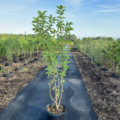 Wegedoorn | Rhamnus cathartica