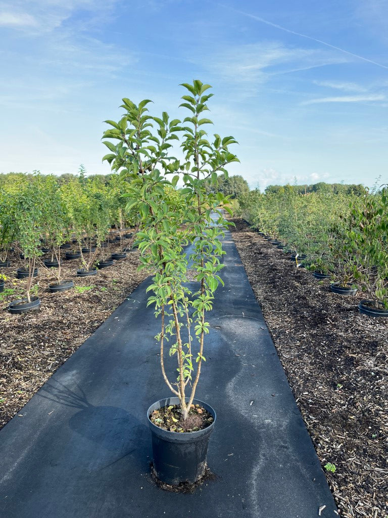 Wegedoorn | Rhamnus cathartica