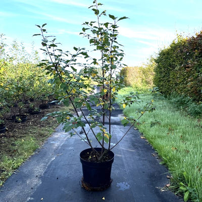 Vuilboom | Rhamnus frangula