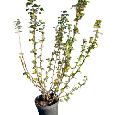 Ribes sanguineum 'King Edward VII'