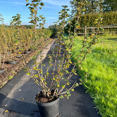 Ribes sanguineum 'King Edward VII'