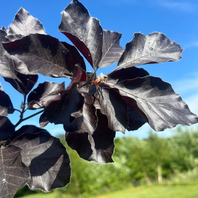 Rode Zuilbeuk | Fagus syl. 'Dawyck Purple'