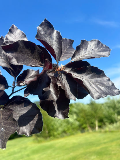 Rode Zuilbeuk | Fagus syl. 'Dawyck Purple'