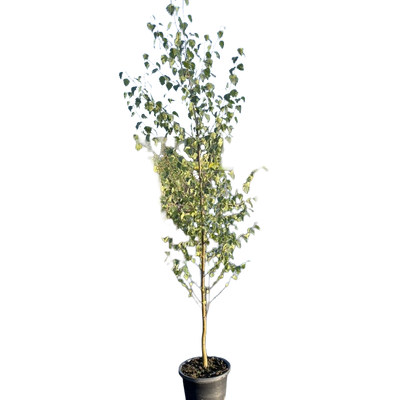 Ruwe Berk | Betula pendula