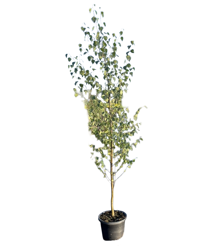 Ruwe Berk | Betula pendula