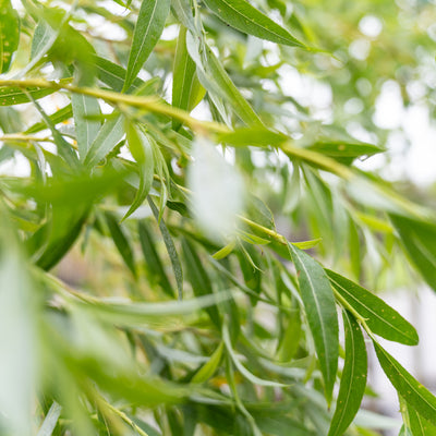 Gele Treurwilg | Salix sepulcralis 'Chrysocoma'