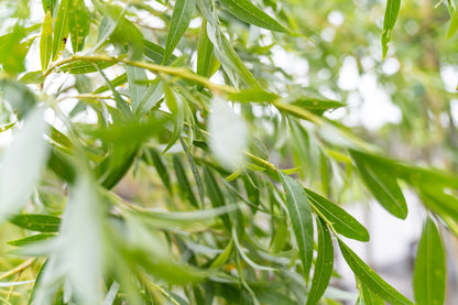 Gele Treurwilg | Salix sepulcralis 'Chrysocoma'