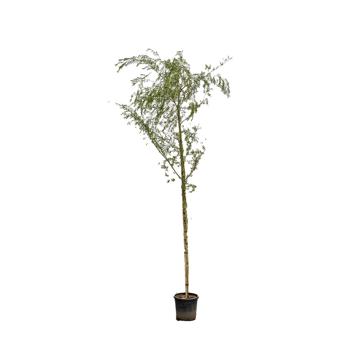 Gele Treurwilg | Salix sepulcralis 'Chrysocoma'